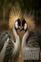 Most Alluring Birds - Portrait