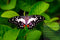 Butterfly VIBGYOR